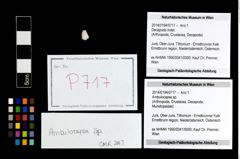 Foto (Objekt + Etikett) von Ambulocapsa sp.  (NHMW-GEO-2014-0194-0717)